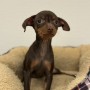 ミニチュアピンシャーのサムネイル