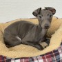 イタリアングレーハウンドのサムネイル