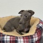 イタリアングレーハウンドのサムネイル