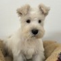 ミニチュアシュナウザーのサムネイル