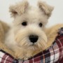 ミニチュアシュナウザーのサムネイル