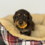 ミニチュアダックスのサムネイル