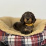 ミニチュアダックスのサムネイル