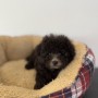 トイプードルのサムネイル