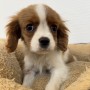 キャバリアのサムネイル