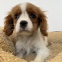 キャバリアのサムネイル