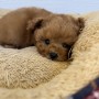 トイプードルのサムネイル