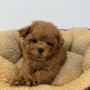 トイプードルのサムネイル