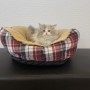 サイベリアンのサムネイル