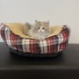 サイベリアンのサムネイル