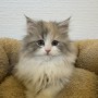 サイベリアンのサムネイル