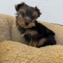 ヨークシャーテリアのサムネイル