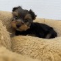 ヨークシャーテリアのサムネイル