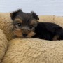 ヨークシャーテリアのサムネイル