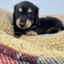 ミニチュアダックスのサムネイル