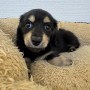 ミニチュアダックスのサムネイル
