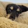 ミニチュアダックスのサムネイル