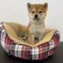 柴犬のサムネイル