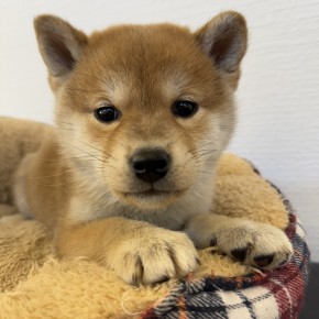 柴犬のサムネイル