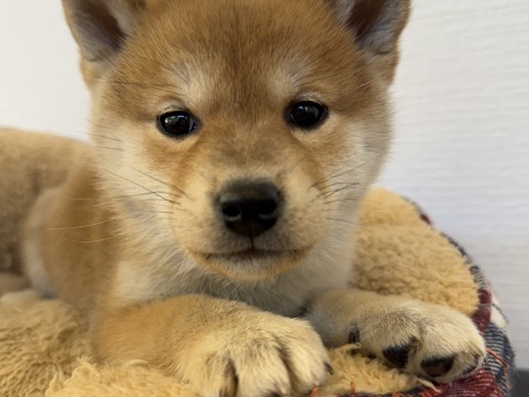 柴犬