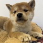 柴犬のサムネイル