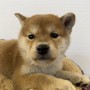 柴犬のサムネイル