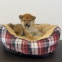 柴犬のサムネイル