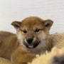 柴犬のサムネイル