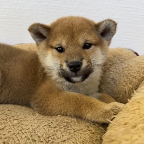 柴犬のサムネイル