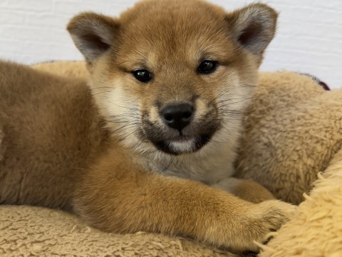 柴犬