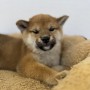 柴犬のサムネイル