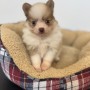 ポメラニアンのサムネイル