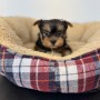 ヨークシャーテリアのサムネイル