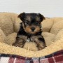 ヨークシャーテリアのサムネイル