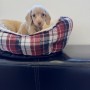 カニンヘンダックスのサムネイル