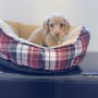 カニンヘンダックスのサムネイル