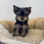 ヨークシャーテリアのサムネイル