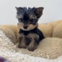ヨークシャーテリアのサムネイル