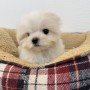 マルチーズのサムネイル