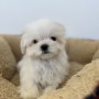 マルチーズのサムネイル