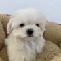 マルチーズのサムネイル