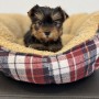 ヨークシャーテリアのサムネイル