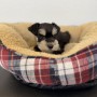 ミニチュアシュナウザーのサムネイル