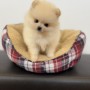 ポメラニアンのサムネイル