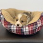 コーギーのサムネイル