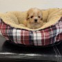 マルプーのサムネイル