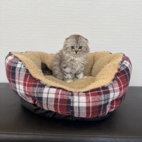 スコティッシュフォールドのサムネイル