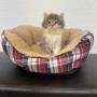 スコティッシュストレートのサムネイル