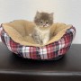 スコティッシュストレートのサムネイル